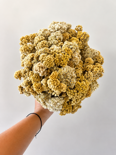 Nos Bouquets
