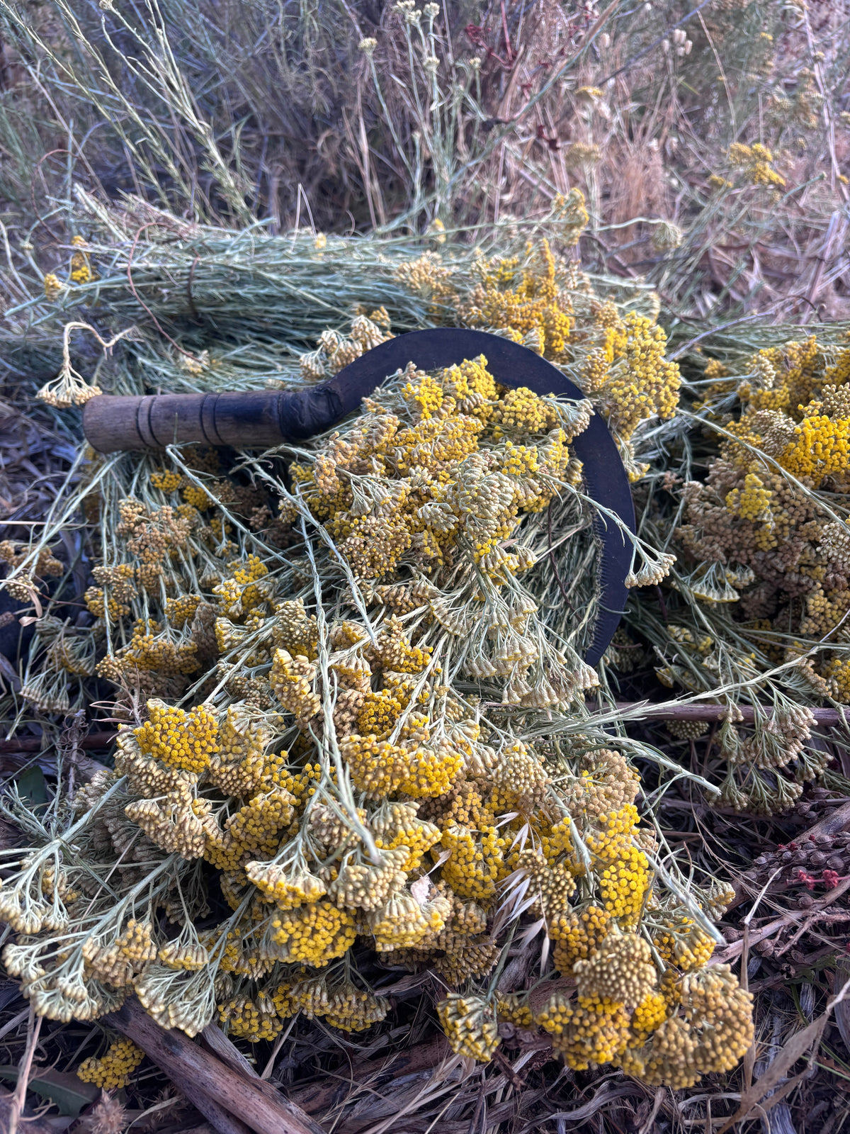 Pourquoi choisir l'immortelle de Corse